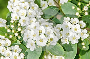 White bride flowers, Gypsophila