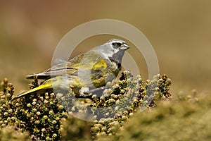 White-bridled finch perching on a bush in summer