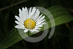 White bright chamomile flower macro against dark abstract natural background.