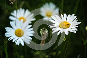 White bright chamomile flowers with insect macro against dark abstract natural background.