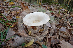 White bright mushroom in total . fall forest with brown leafs on the ground . Monk's head .