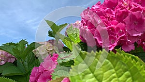 White and bright pink spherical hydrangea