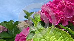 White and bright pink spherical hydrangea