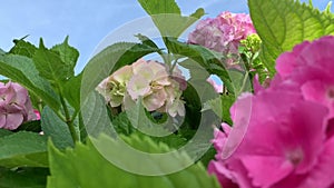 White and bright pink spherical hydrangea