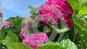 White and bright pink spherical hydrangea
