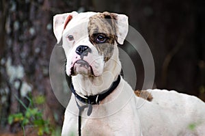 White and Brindle Boxer Dog