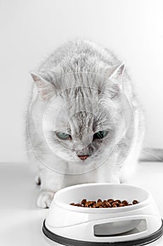 A white British cat and bowl of food on white background. Silver chinchilla cat looks at food in a bowl. Balanced dry