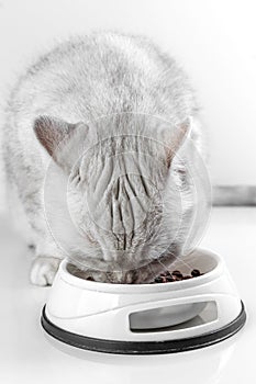 White British cat eats dry food from a bowl. Silver chinchilla cat on a white background. Balanced dry food for cats