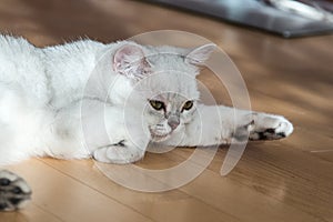 White British cat with green eyes lies on the parquet floor