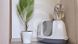 A white British cat sits on a large triangular plastic cat litter box, watching something below