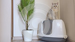 A white British cat is sitting on top of a large plastic cat litter box, next to it is a potted palm tree on the floor.