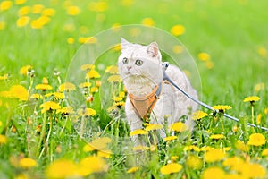 a white British cat walks in the spring on the grass with yellow dandelions, looks away.