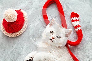 White British kitten is playing on a gray bedspread with a red cap