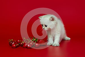 White British kitten and summer berries