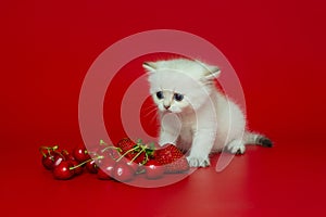 White British kitten and summer berries