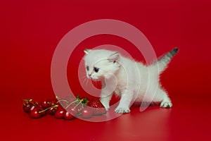 White British kitten and summer berries