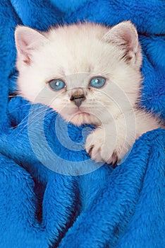 White british shorthair kitten on a blue blanket