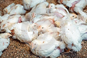 White broiler Chicken at the poultry farm.