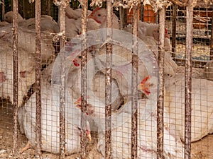 White broiler chickens in a cage for sale at butcher meat shop.