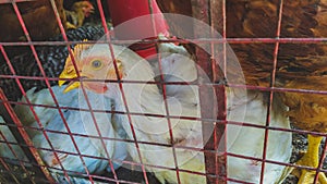 White broiler chickens in a cage for sale at butcher meat shop in coronavirus time,meat market down chickens sell low price