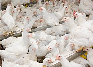 White broiler chickens at the poultry farm