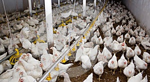 White broiler chickens at the poultry farm