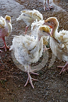 white broiler-type chicken standing on the ground