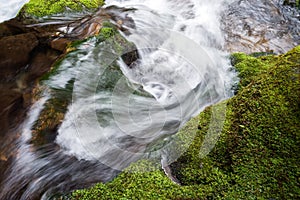 White brook beside moss