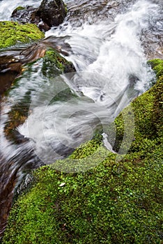 White brook beside moss