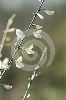 White broom flowers