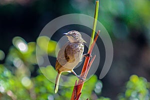 White browed bulbul bird at sinharaja