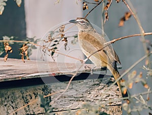 White-browed bulbul perched on top of backyard concrete fish tank roof sheet and search for food