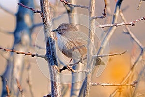 White-browed Bush Dweller photo