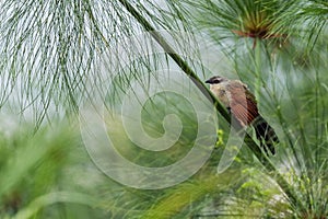 White-browed Coucal - Centropus superciliosus