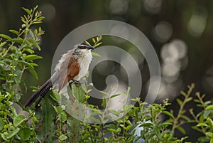 White-browed Coucal - Centropus superciliosus