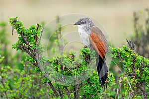 White-browed Coucal - Centropus superciliosus on the green bush, species of cuckoo in the Cuculidae family, found in sub-Saharan