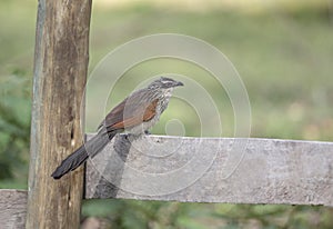 White Browed Coucal, Centropus superciliosus Kenya