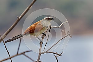 White-browed Coucal - Centropus superciliosus a species of cuckoo in the Cuculidae family, found in sub-Saharan Africa,areas with
