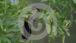 White-browed Coucal - Centropus superciliosus a species of cuckoo in the Cuculidae family, found in sub-Saharan Africa, big bird i