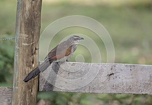 White-browed Coucal at lake Naivasha,Kenya,Africa