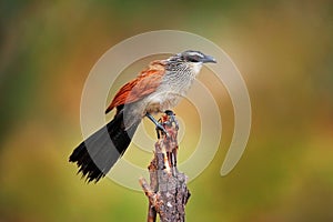 white-browed coucal or lark-heeled cuckoo,Centropus superciliosus, species of bird in family Cuculidae, sitting in branch in wild