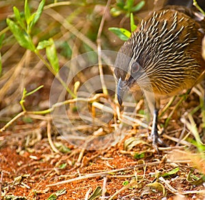 White-browed Coucal looking