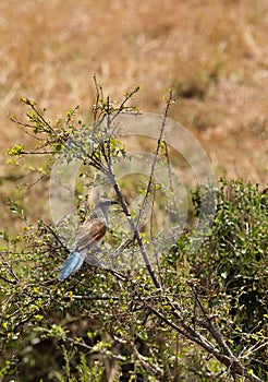 White-browed coucal, Masai Mara