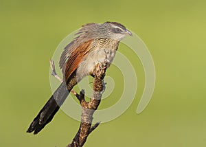 White-browed Coucal Perched on a Dead Branch