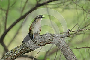 The white-browed coucal in the thicket