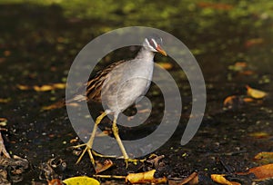 White-browed Crake Amaurornis cinerea