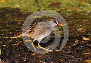 White-browed Crake Amaurornis cinerea