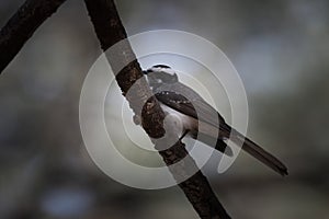 white-browed fantail or Rhipidura aureola at Jhalana Reserve in Rajasthan India