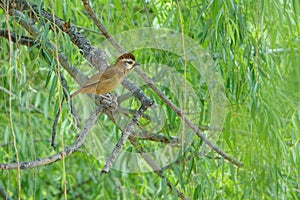 White-browed Laughingthrush