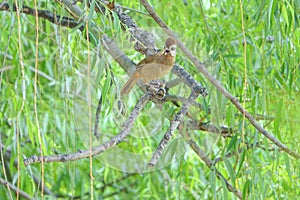 White-browed Laughingthrush